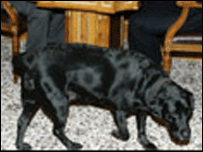 A cadela Connie durante uma reunião do gabinete de Putin