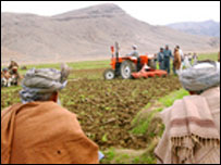 مزرعه کوکنار