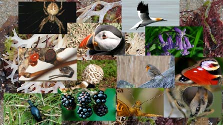 Enghraifft fechan iawn o'r amrywiaeth fawr bywyd gwyllt sydd 'na yng Nghymru