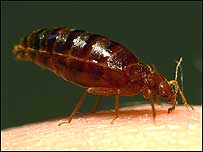 Bed bug c/o Richard Naylor