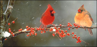 يک جفت کنری