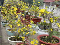 Vào Tết năm 1975 tôi có mua một cành mai nhưng chẳng biết sao mai lại không nở chắc là điềm gì đó