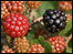 Blackberries