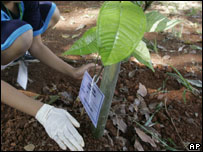 Estudante indonésio planta árvore em Jacarta