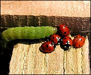 Caterpillar and ladybirds