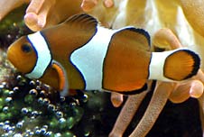 A clownfish