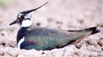 Lapwing