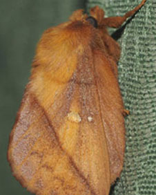 Yr Yfwr gwlith Yr Yfwr gwlith