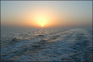 مائده افشار