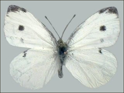 پروانه سفيد