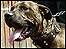 Pit bull