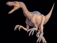 Velociraptor