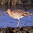 Curlew (Image c/o RSPB Images and Chris Gomersall)