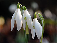 Snowdrops/Kingston Lacy