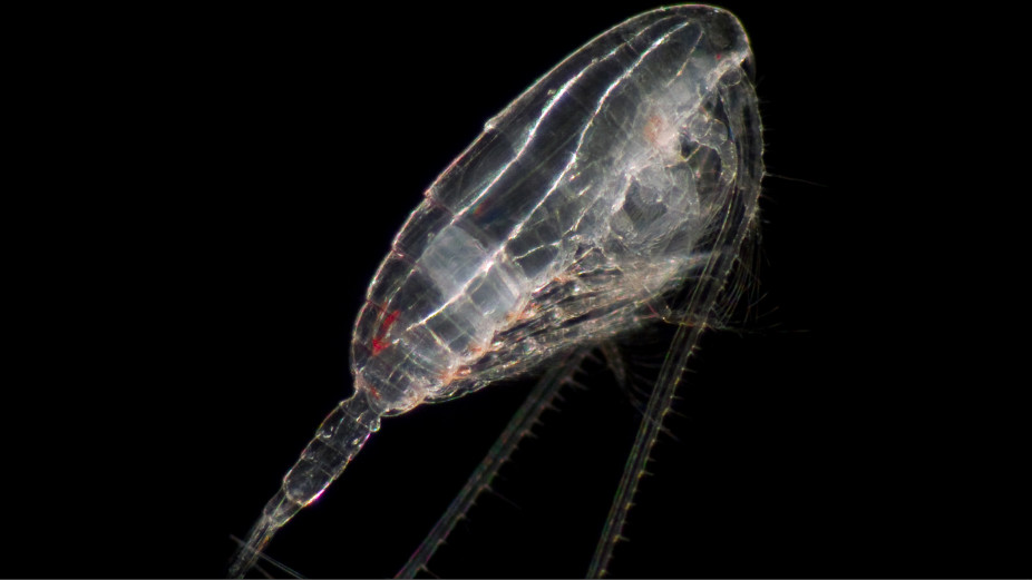 Celanus helgolandicus