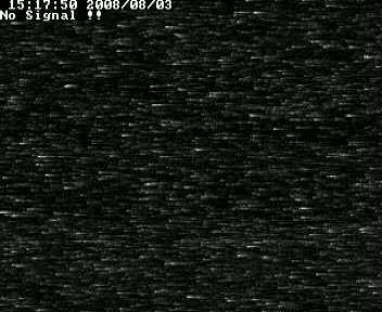 Barn Owl webcam pictures