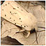 White Ermine Moth