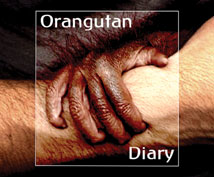 Orangutan Diary