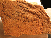 Funisia dorothea (Foto: Droser lab, UC Riverside)