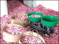 برگ های گلاب