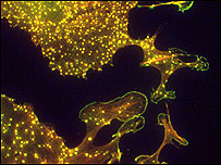 Foto: Steve Thomas, Universidade de Birmingham