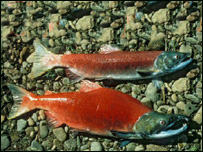 زندگی ماهی ها