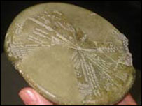 Planisfério. Cortesia: Bristol University.