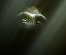 Chimpanzee eyes in the dark