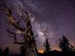 Blazing Bristlecone (Foto: © Tom Lowe)