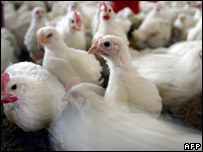 Fransa'daki kümes hayvanları