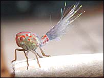 Inseto homóptero. Foto: Pedro Lage Viana/Geoma/Divulgação