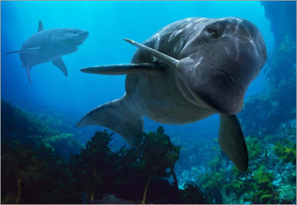 Megalodon hunting Odobenocetops