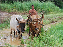 Plano de Raúl Castro é distribuir 50% das terras cultiváveis