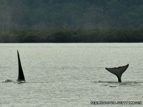 Whales in Australia
