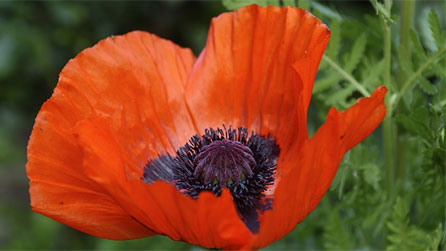 Pabi coch - symbol o'r Rhyfel Mawr