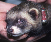 Anaesthetised polecat [pic: Rob Scrivens]
