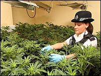 Lò trồng cần sa bị phát hiện ở Dagenham