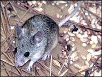 Novo rato descoberto em Chipre