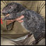 O rato gigante descoberto pela expedição (Foto: Bruce M. Beehler/CI)