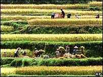 Trồng lúa tại Trung Quốc