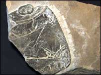 'Fóssil' da exposição