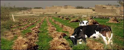 د څارويو خواړه