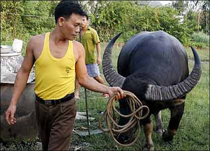 Ông chủ trâu và con trâu chọi của mình