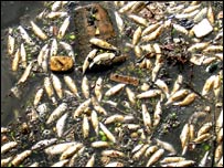 مردہ مچھلیاں 