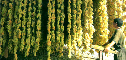 د انګور تاک  خس و برګ