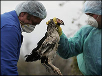 پرنده مبتلا به آنفلوانزای مرغی