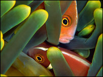 Foto: Richard Merritt FRPS