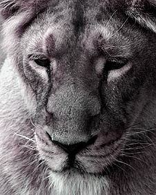 Black lion Black lion