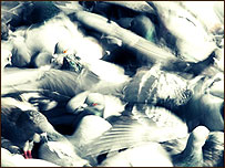 'Flurry' by Steven Key