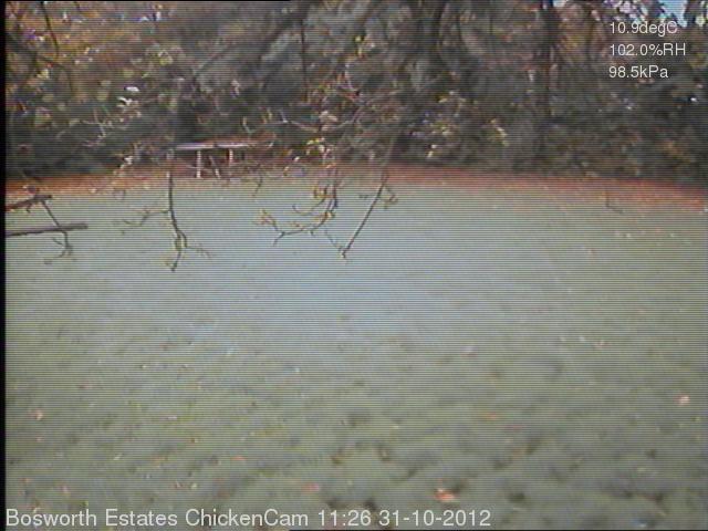 Cirencester Chicken Webcam